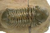 Detailed Reedops Trilobite - Atchana, Morocco #325876-3